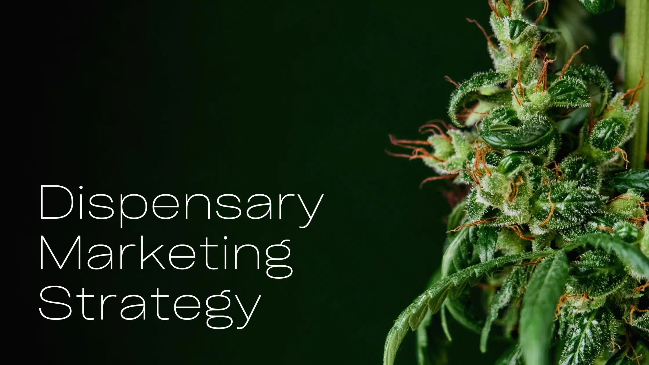 Read more about the article Your guide to create a digital dispensary marketing strategy beyond 2024